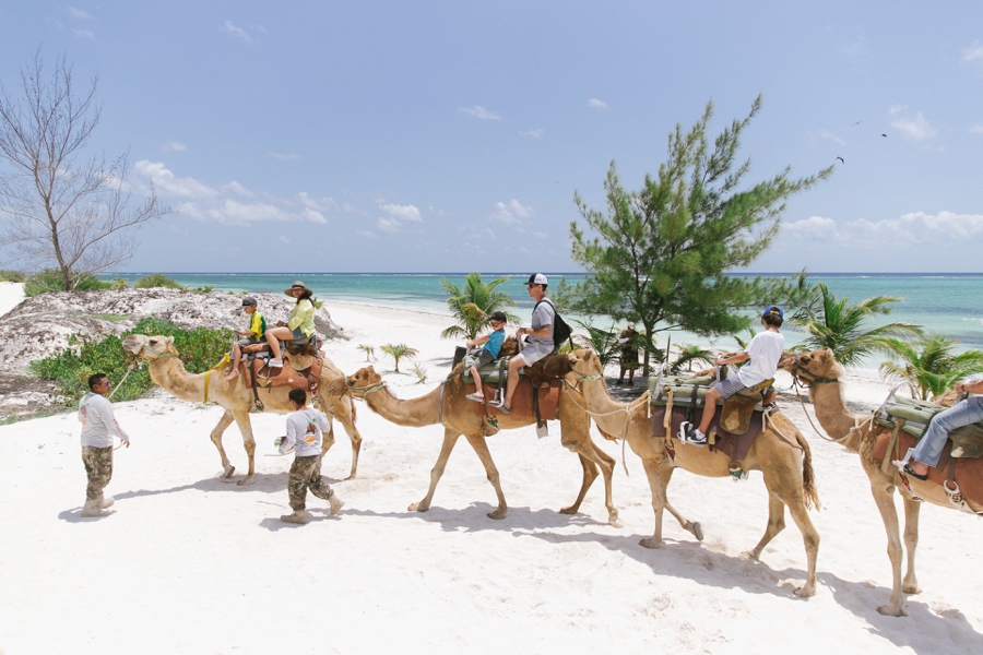 More information about "Things to Do in Cancun-Riviera Maya: The Camel Safari"