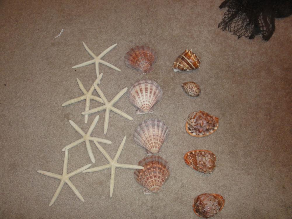 tangerine chair sashes, seashell/starfish mix fishnet table overlays