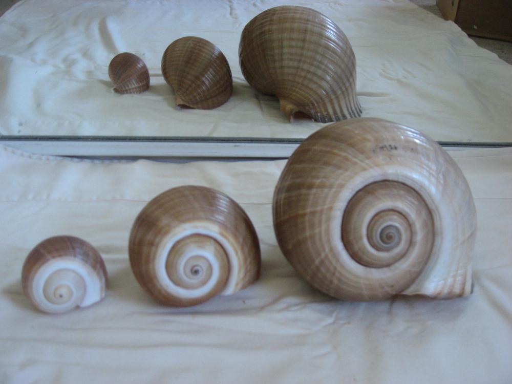 Gorgeous seashells--set of three (medium, large, HUGE)