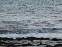 Seaweed on beach