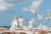 seagulls flight   LuckiePhotography