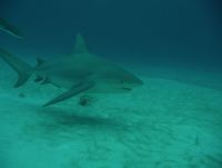 Bull Shark