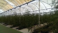 El Dorado Resorts Greenhouse