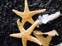 8" Starfish--sold