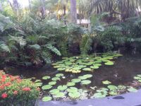 Paradisus Punta Cana landscape