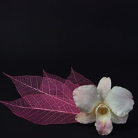 They are preserved dried orchid from fresh cut natural flower. They have longer storage life than fresh flower for years. You can keep your precious memorable moment for many years. www.prosco.co.th