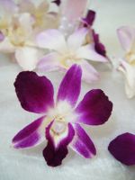 All Preserved Orchids are from fresh cut flowers natural.
They are alive, pliable, stunning and have long storage life.