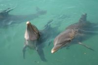 Delphinus, Dreams Cancun ... on-site dolphins!