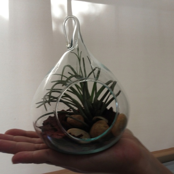 Awesome natural favor. Hand size terrariums